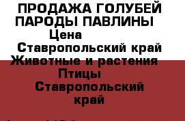 ПРОДАЖА ГОЛУБЕЙ ПАРОДЫ ПАВЛИНЫ › Цена ­ 1 000 - Ставропольский край Животные и растения » Птицы   . Ставропольский край